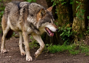 Neue Bayerische Wolfs-Verordnung beschlossen 25. April 2023