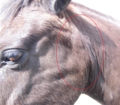 Angeschwollene Ohrspeicheldrüse beim Pferd