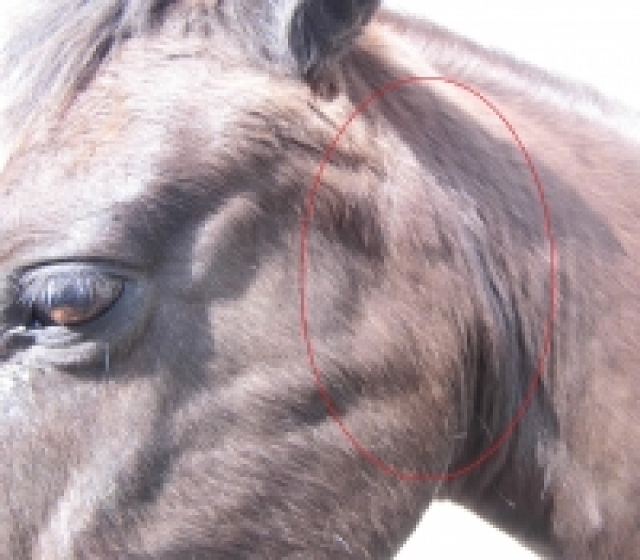 Geschwollene Lymphknoten Hals Beim Pferd
